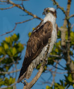 Osprey