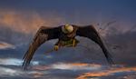 Birds & Wildlife