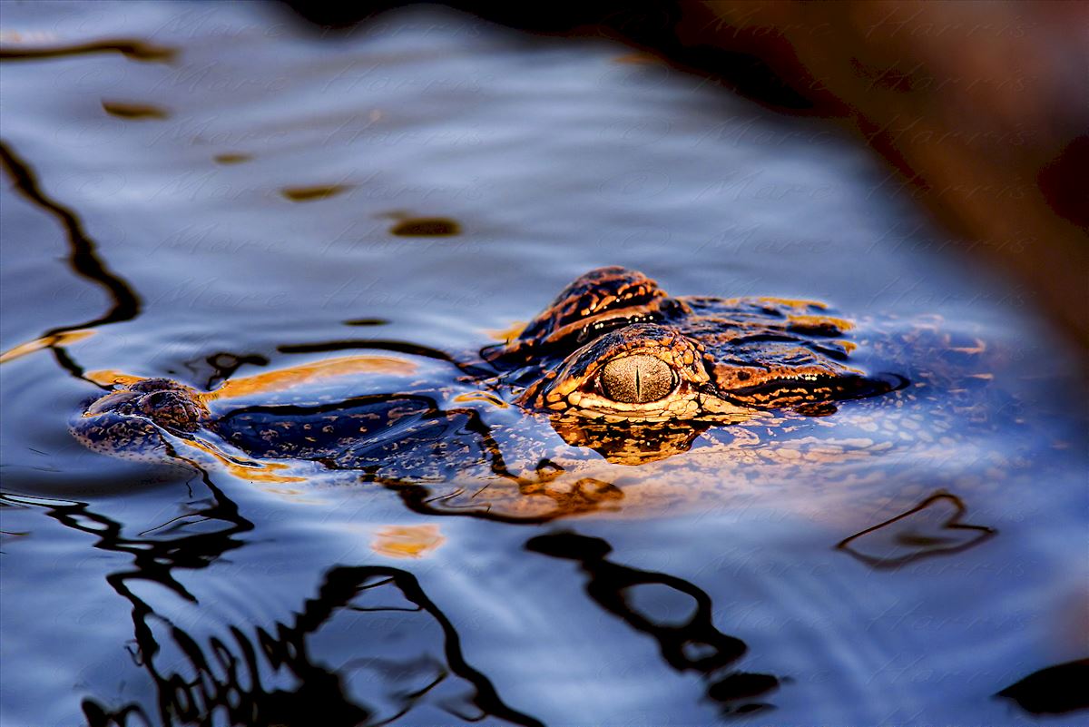 Golden Eye